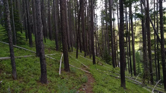 Many Pines Campground Picture 8