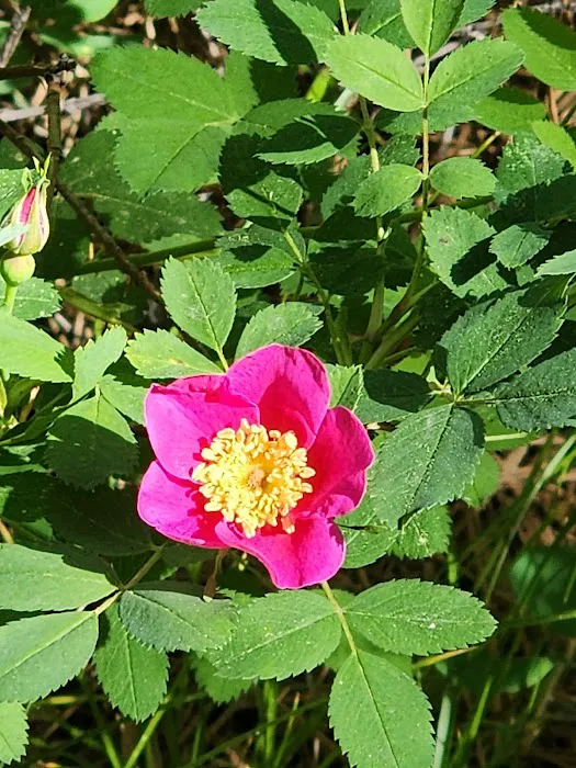Antlers Guard Station Picture 1
