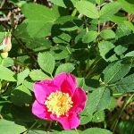 Antlers Guard Station