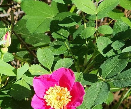 Antlers Guard Station