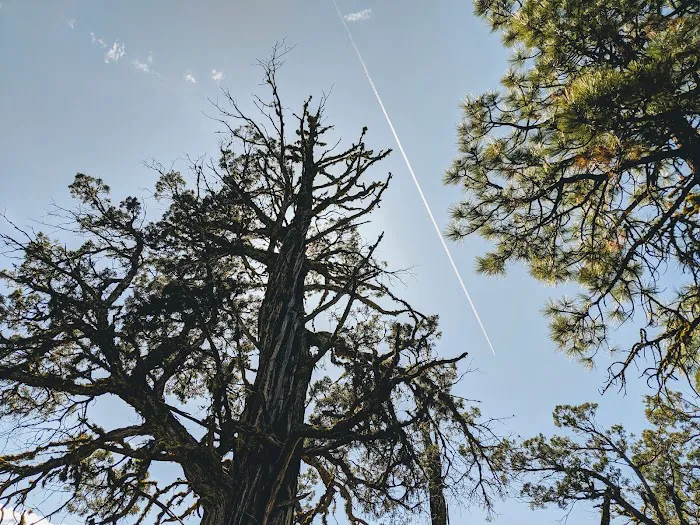 Yellow Pine Campground Picture 6