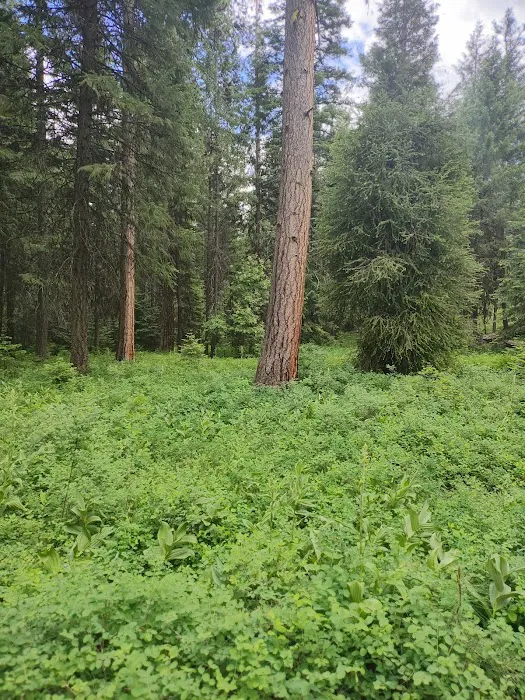 Yellow Pine Campground Picture 10