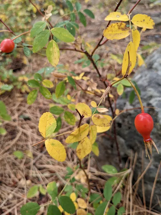 Yellow Pine Campground Picture 7