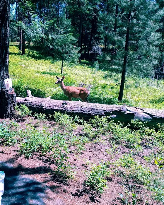 Yellow Pine Campground Picture 8