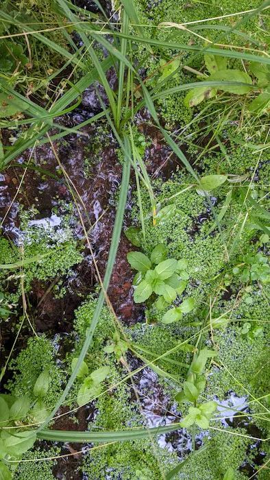 Wetmore Campground Picture 1