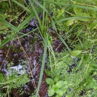 Wetmore Campground ico