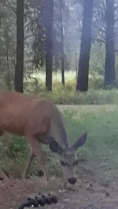 Middle Fork Campground Picture 8