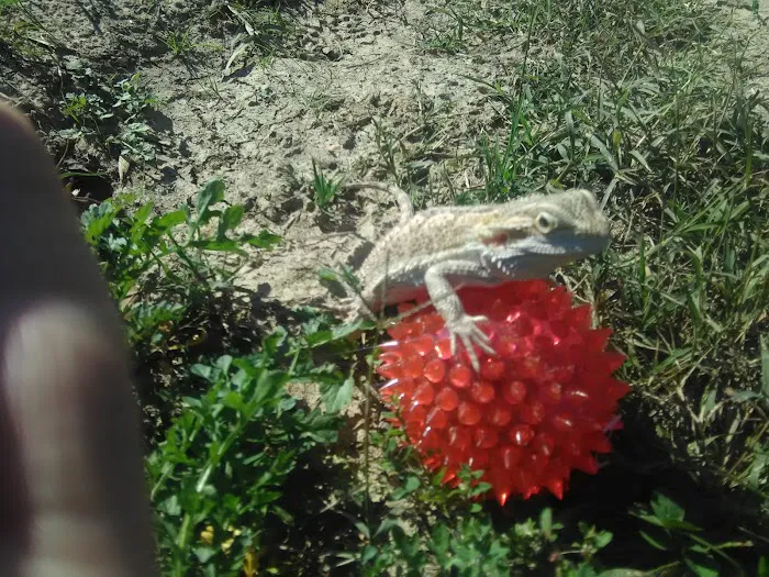 Woodlawn Mobile Home Park Picture 2