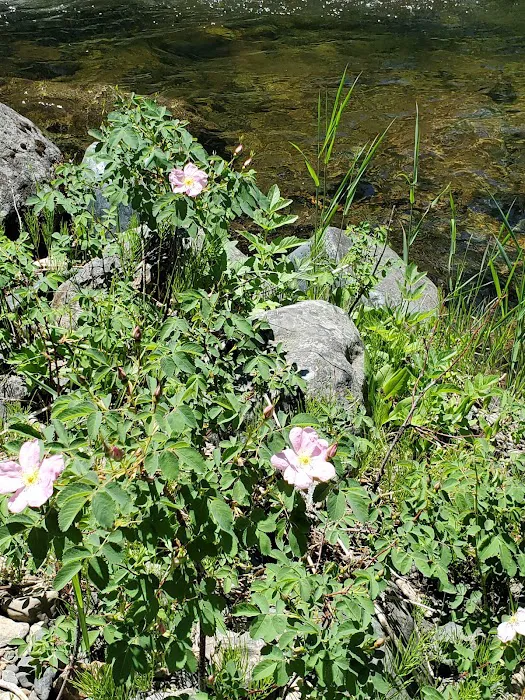 Welch Creek Campground Picture 1