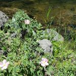 Welch Creek Campground