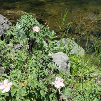 Welch Creek Campground ico