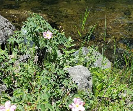 Welch Creek Campground