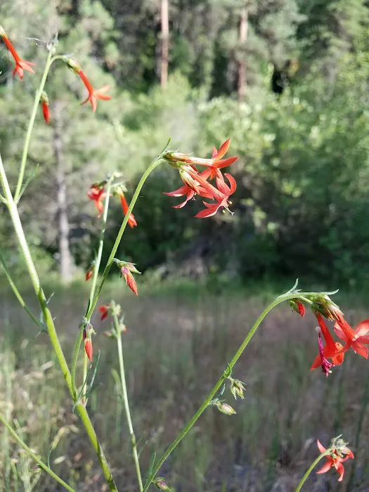 Driftwood Campground Picture 5