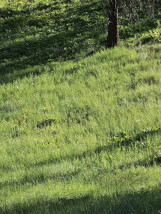 Driftwood Campground Picture 1