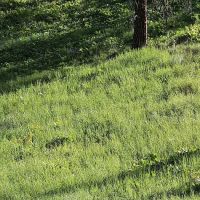 Driftwood Campground ico