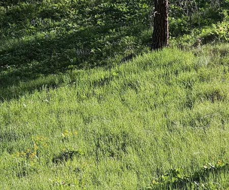 Driftwood Campground
