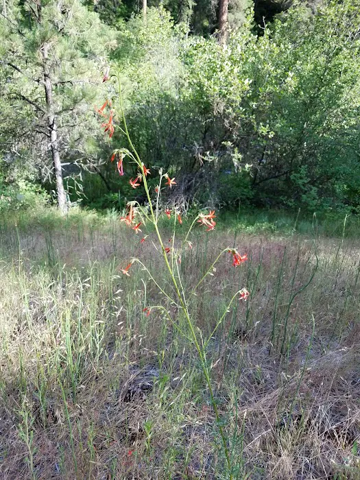 Driftwood Campground Picture 6