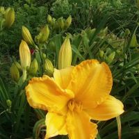 Arrow Mobile Home Park Inc ico