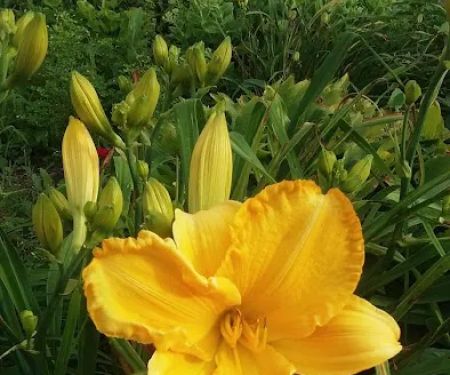 Arrow Mobile Home Park Inc