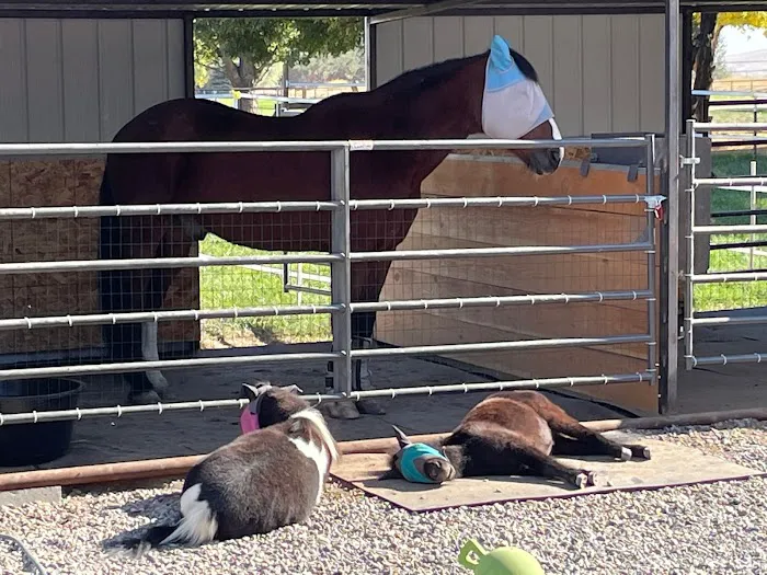 Mini Acres Farm Picture 2