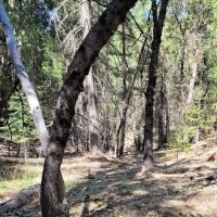 Camp Becausewecan ico