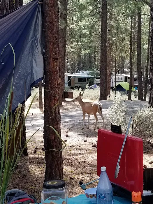 Long Point Campground Picture 4