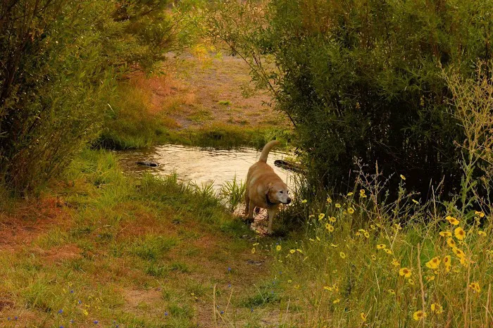 Honey Lake Wildlife Area Picture 1