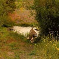 Honey Lake Wildlife Area ico