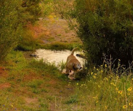 Honey Lake Wildlife Area