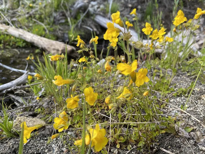 Mill Creek Campground Picture 7