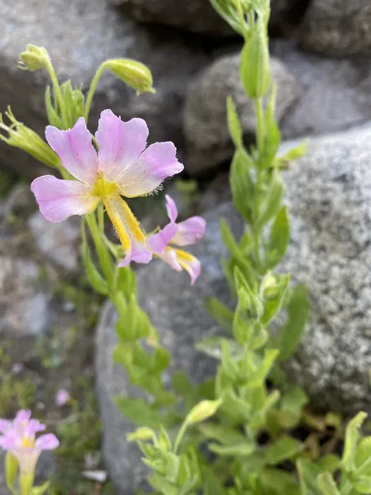 Mill Creek Campground Picture 2