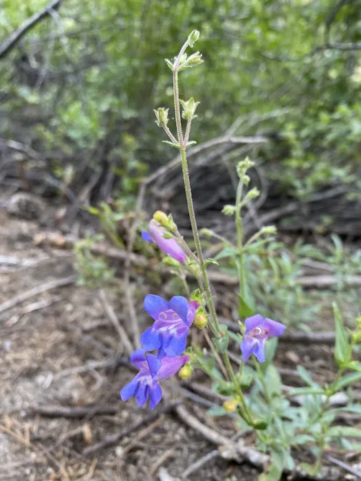 Mill Creek Campground Picture 6