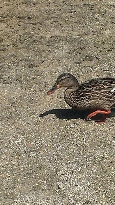 Sandy Point Day Use Picture 5