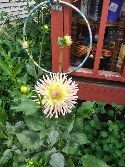 Country Club Woods Manufactured Home Community Picture 9