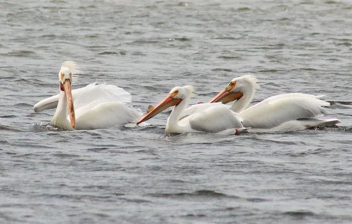 Cozy Corner Campsite (taking reservations) Picture 6