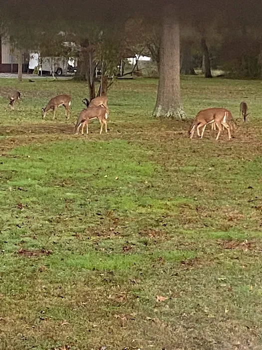 Cozy Corner Campsite (taking reservations) Picture 9