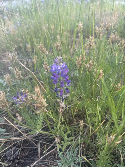 Pine Grove Campground Picture 2