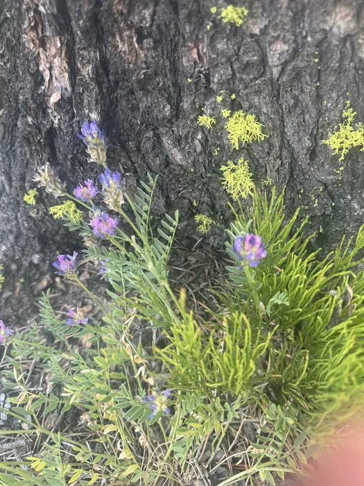 Pine Grove Campground Picture 7