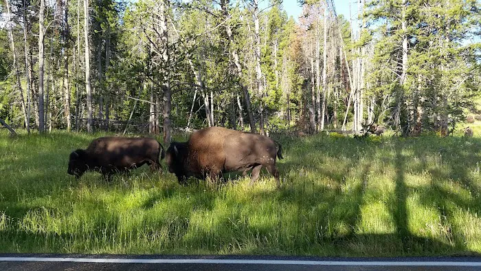 Norris Campground Picture 9