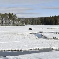 Norris Meadows 4F1 ico