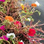 Imperial Mobile Home Community