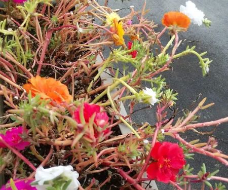 Imperial Mobile Home Community