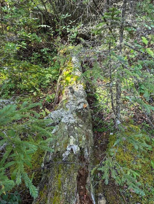 Logging Creek Campground Picture 10