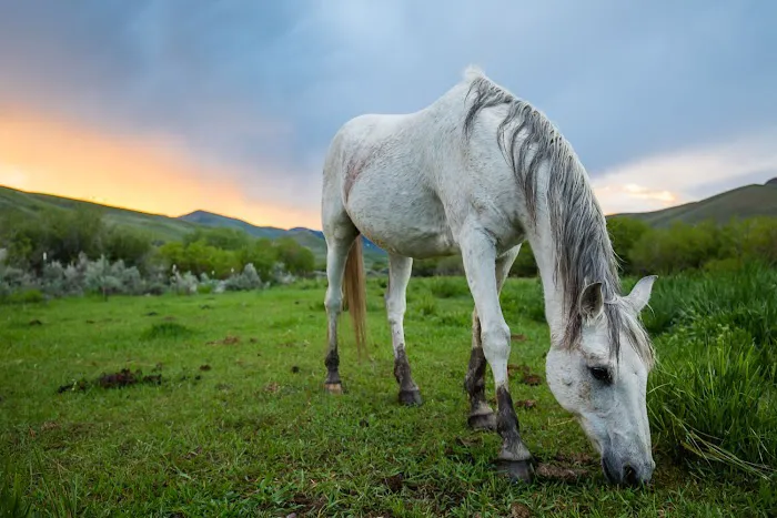 Champagne Creek Yurts Picture 5