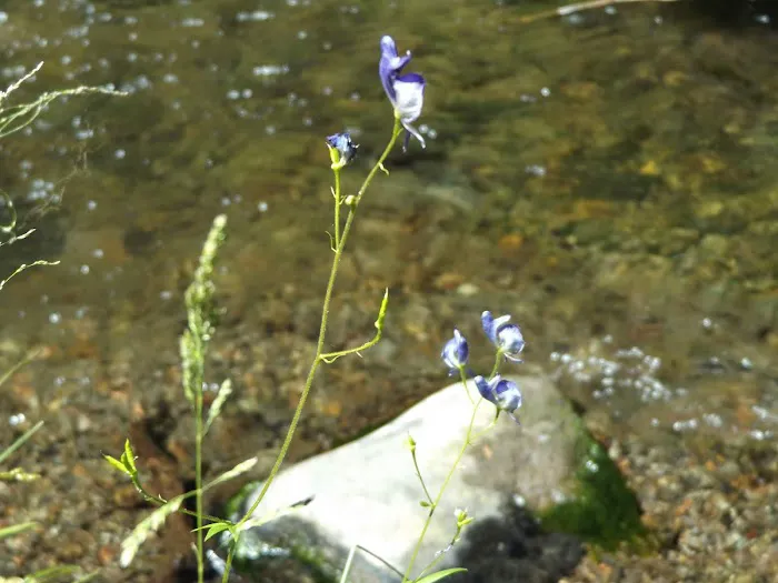 Elk Creek Campground Picture 7