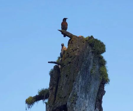 Magone Lake Campground