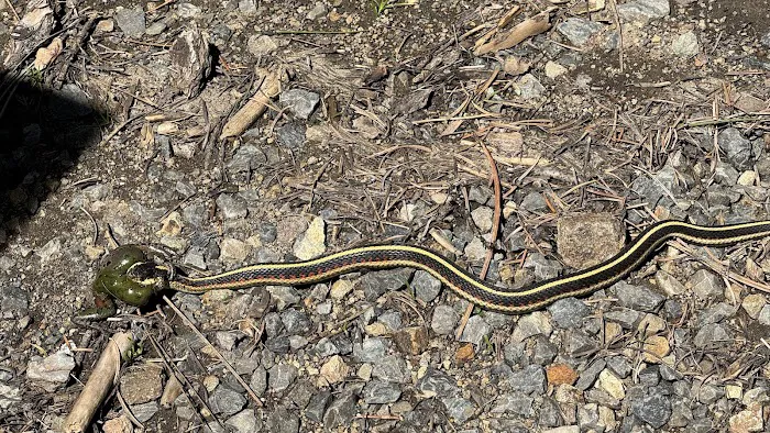 Magone Lake Campground Picture 3