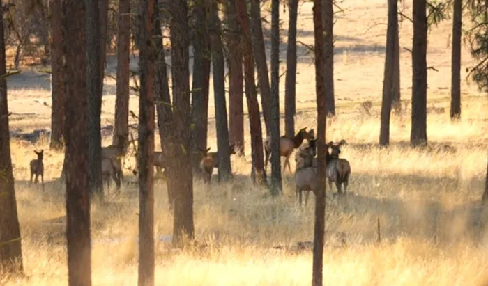 R.R Ranch 🌲 Picture 1