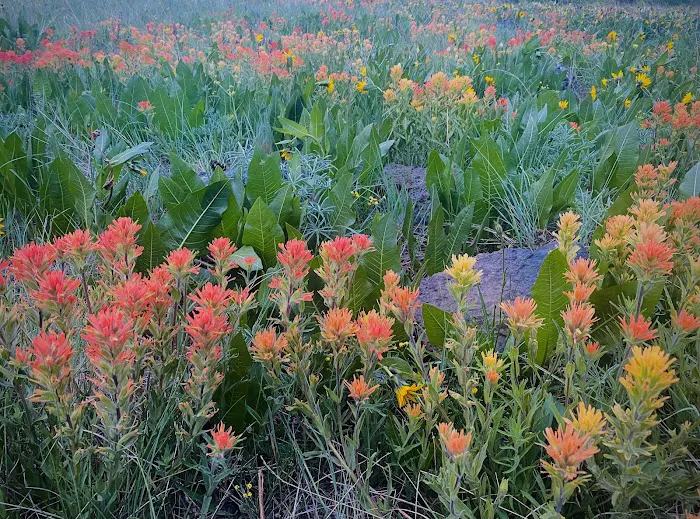 Fox Hill Campground Picture 5