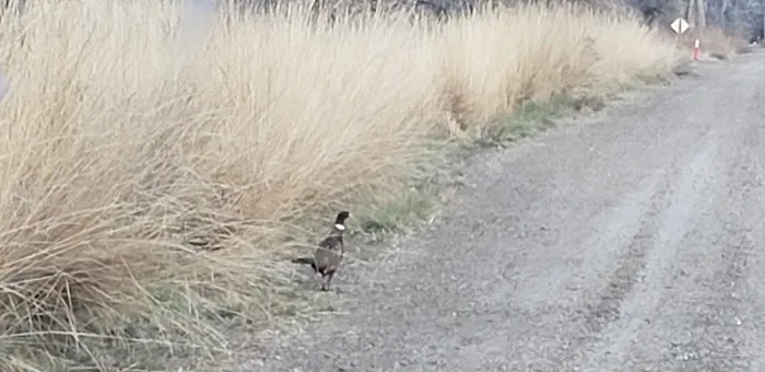 Martin's Landing Campground Picture 4